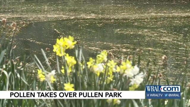 Sea of yellow (pollen) takes over at Pullen Park