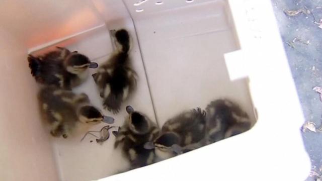 Raw: CA firefighters rescue ducklings