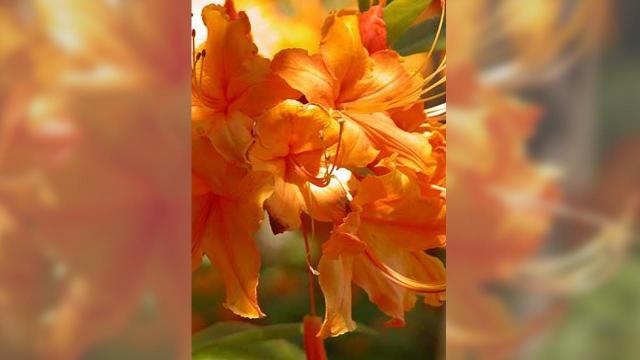 WRAL Azalea Gardens by the numbers