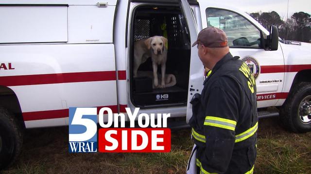 5 On Your Side: Dogs sniff out clues after a fire