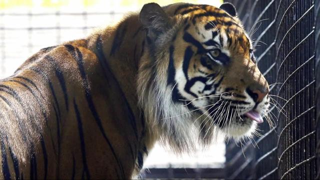 Zookeeper heals, prized tiger preserved