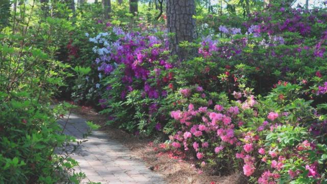 Bill Leslie offers close-up view of WRAL Azalea Gardens
