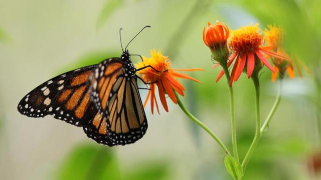 Bees, butterflies could suffer as the world warms