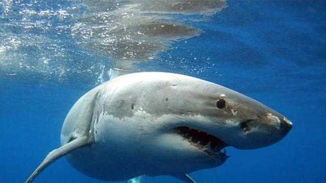 1,437-pound great white shark pings near Outer Banks ahead of spring break