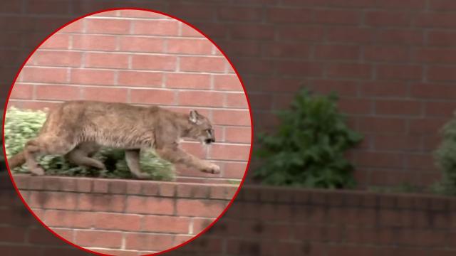 No typical Monday: CA mountain lion visits mall, Macy's