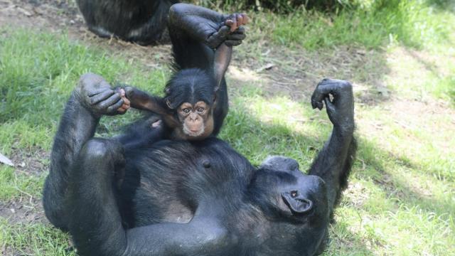 Baby chimp named
