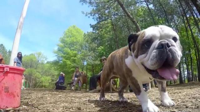 Raleigh planning to build new dog parks 