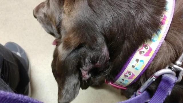 Service dog attacked by emotional support dog; a family's plea to other pet owners