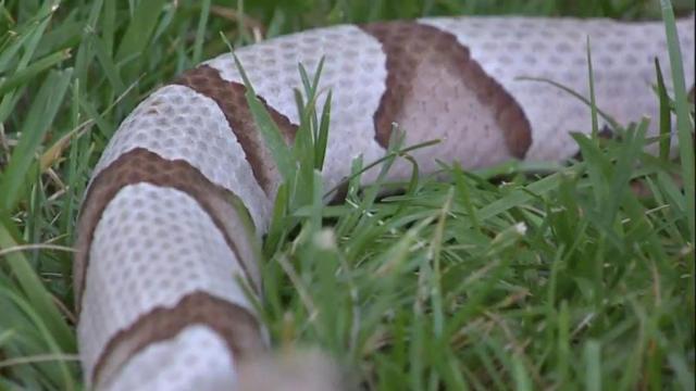 How to identify North Carolina's snakes -- and steer clear of them 