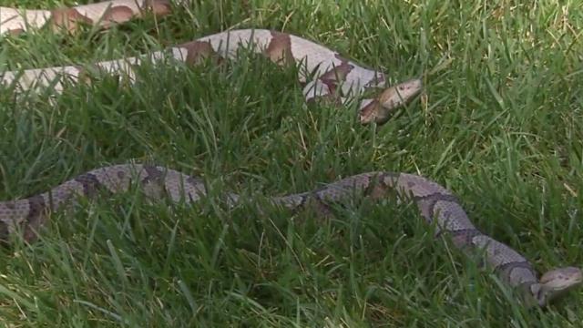 How to deal with snakes in your yard