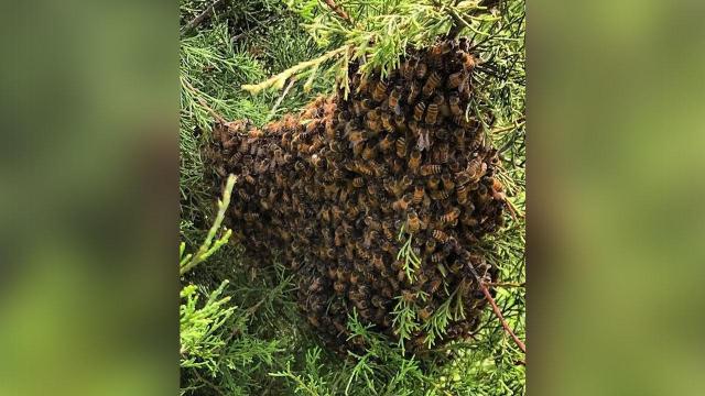 Call, don't spray: What to do if you see a swarm of bees