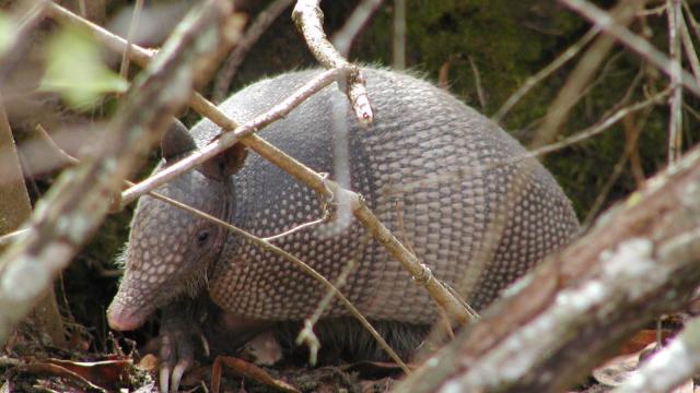 If you see an armadillo in North Carolina, report it, wildlife experts say