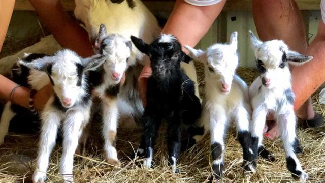 Rare quintuplet baby goats born in North Carolina
