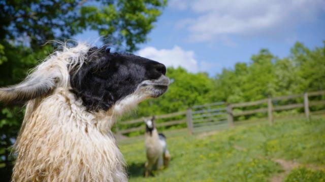 Llamas, wine and ax throwing ahead on Out and About TV