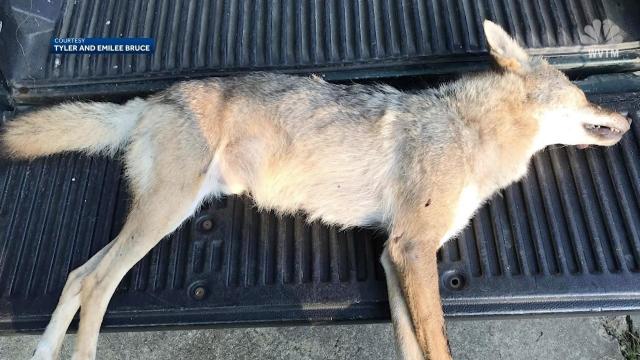 Coyote invades Alabama family's home, kills pet cat