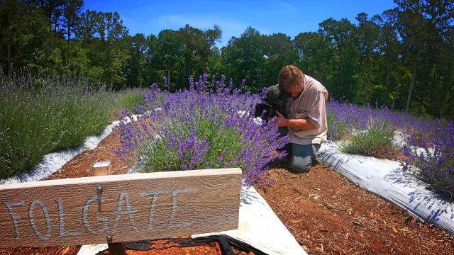 Lavender farm fulfills Chapel Hill couple's taste for challenge