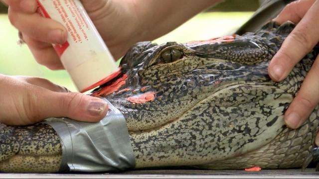 Raleigh researchers tag gators orange in Wilmington