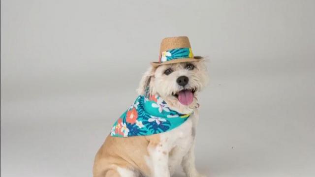 Dogs of the Triangle: Book of stylish local pets will save homeless animals