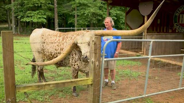 Texas longhorn sets new world record 