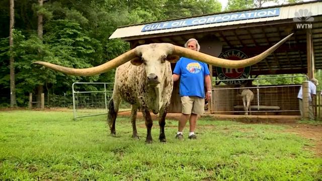 Steer breaks world record for longest horns