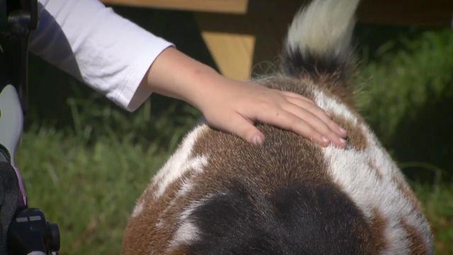 Special animals, children help each other at Rougemont sanctuary