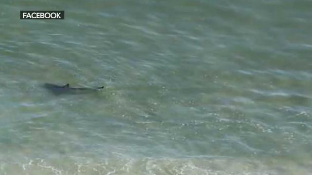 Photographer was 'astonished' by sharks close to North Myrtle Beach shore