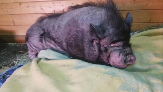 250-pound potbellied pig gets a makeover