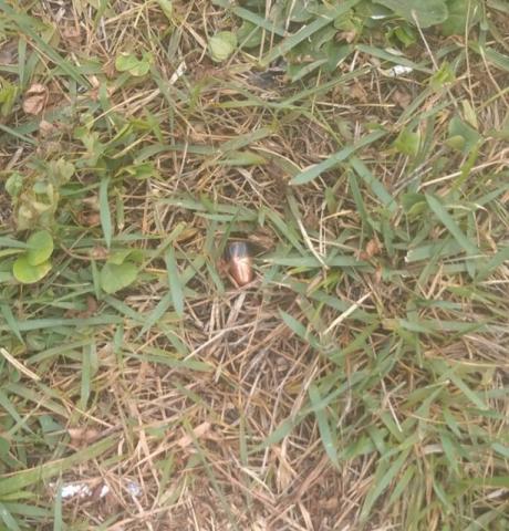 Bullet found where teen girl was grazed on Fourth of July