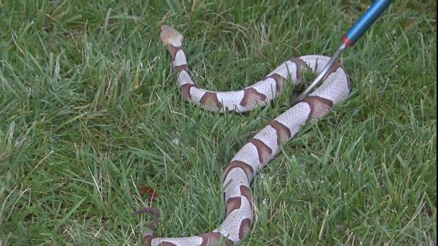 5 On Your Side: Why do venomous snake bites result in huge health care costs