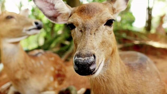 9 deer in Japanese sanctuary die after eating plastic bags