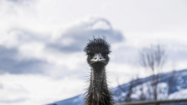 Elusive emu remains at large in Orange, Chatham counties after more than 3 weeks