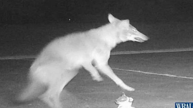 Possible coyote has Wake Forest neighborhood on edge
