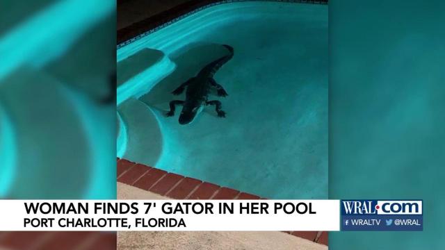 Florida woman finds 7-foot gator in her swimming pool