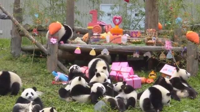Panda party: 18 panda cubs celebrate 1st birthday