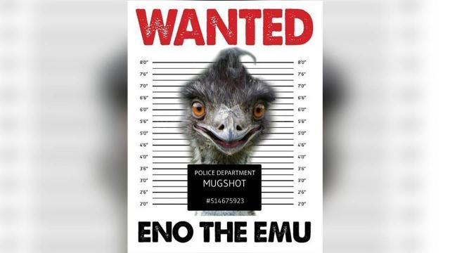 Elusive emu gains worldwide attention