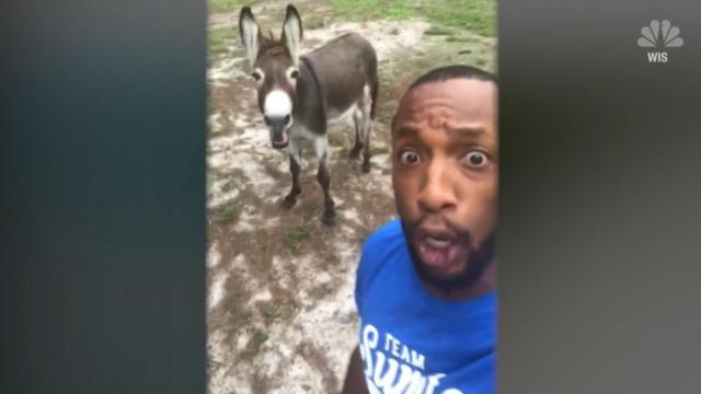 Donkey singing to 'The Lion King' goes viral