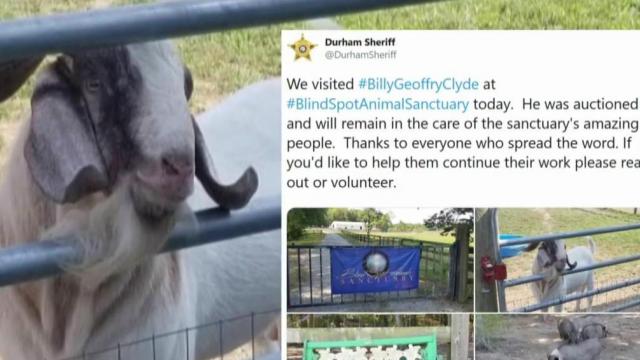 'Billy' goat found wandering in Durham finds new home