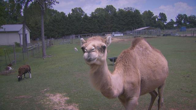 Harnett County animal sanctuary recognizes the values of interacting with nature
