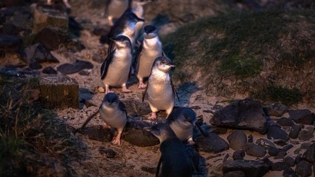 To save tiny penguins, this suburb was wiped off the map