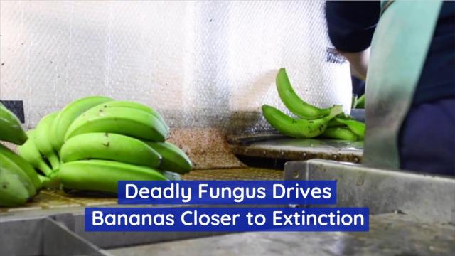 Deadly fungus drives bananas closer to extinction