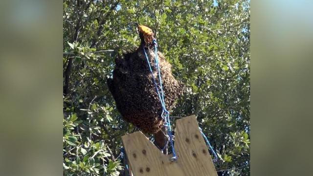 Giant, 90-pound beehive has neighborhood buzzing