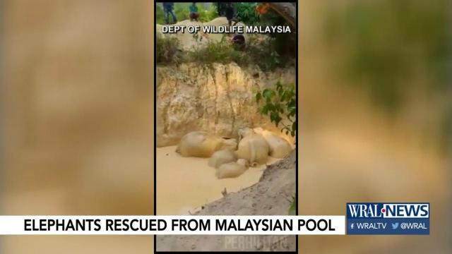 Elephants stuck in abandoned mining pool in Malaysia rescued