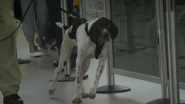 Not a pet, a tool: RDU dogs are co-workers in keeping travelers safe