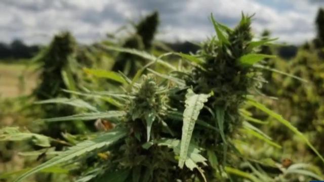 NC farms, labs for hemp connection to develop new products
