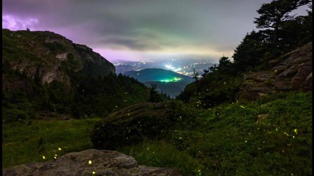 Rare fireflies blink in unison at Grandfather Mountain