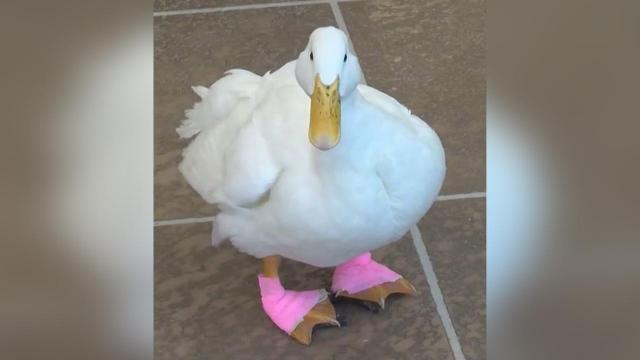 Lucky duck gets new shoes