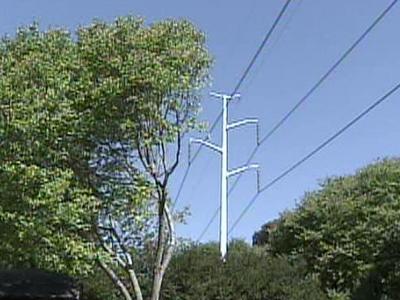 Trees Near Raleigh Power Lines Facing the Ax