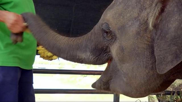 Elephant gets new prosthetic foot, transfers to new home