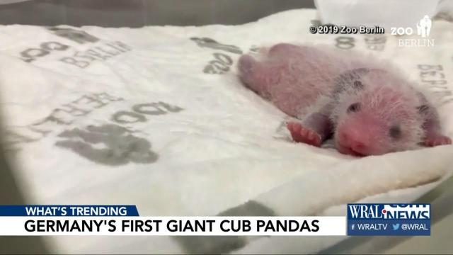 Germany's first panda cubs starting to show signs of progress