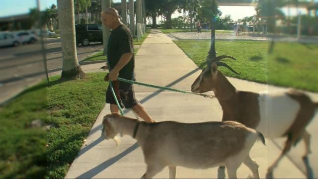 Florida man earns title 'Goat Guy'